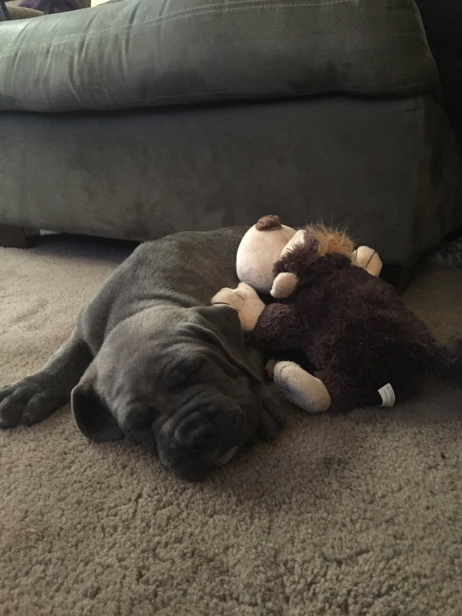 blueyesperry's tweet photo. I really kinda miss the puppy phase .. but not all the accidents 😂 https://t.co/tZLX2M6meG