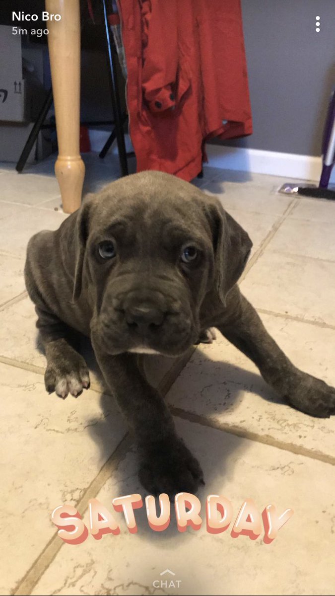 blueyesperry's tweet photo. I really kinda miss the puppy phase .. but not all the accidents 😂 https://t.co/tZLX2M6meG