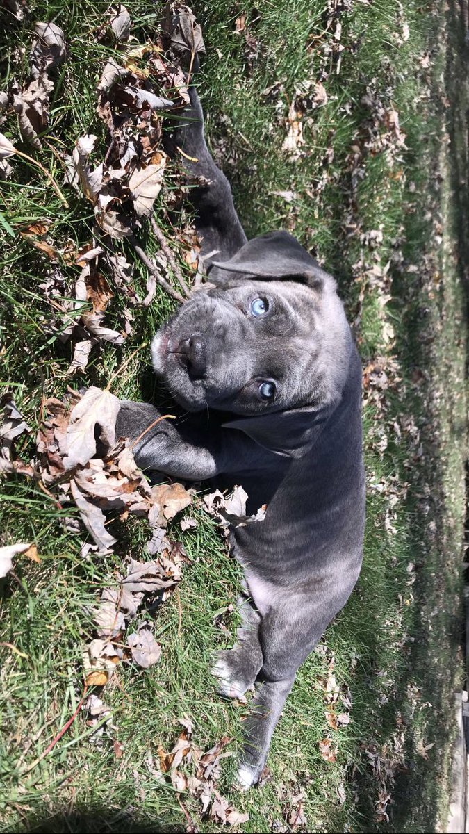 blueyesperry's tweet photo. I really kinda miss the puppy phase .. but not all the accidents 😂 https://t.co/tZLX2M6meG