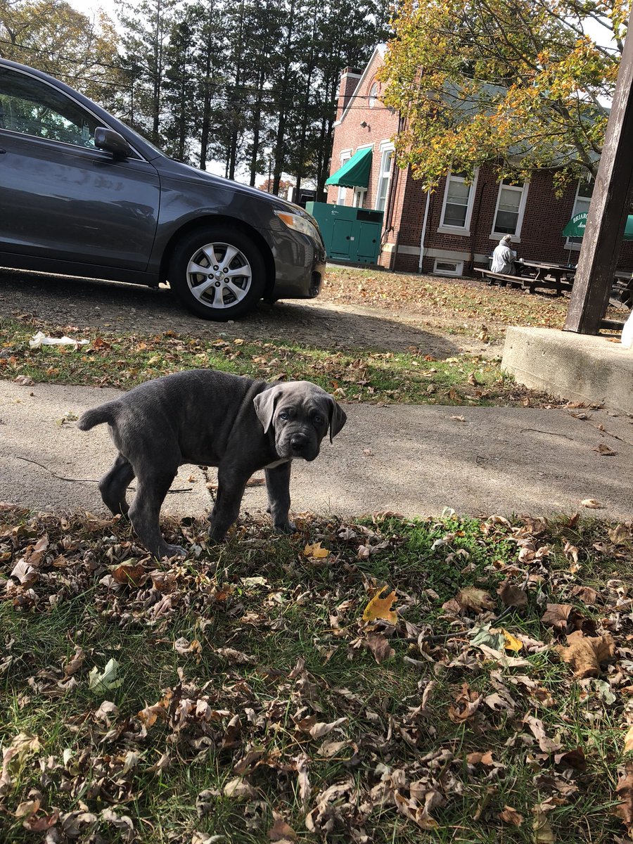 blueyesperry's tweet photo. I really kinda miss the puppy phase .. but not all the accidents 😂 https://t.co/tZLX2M6meG