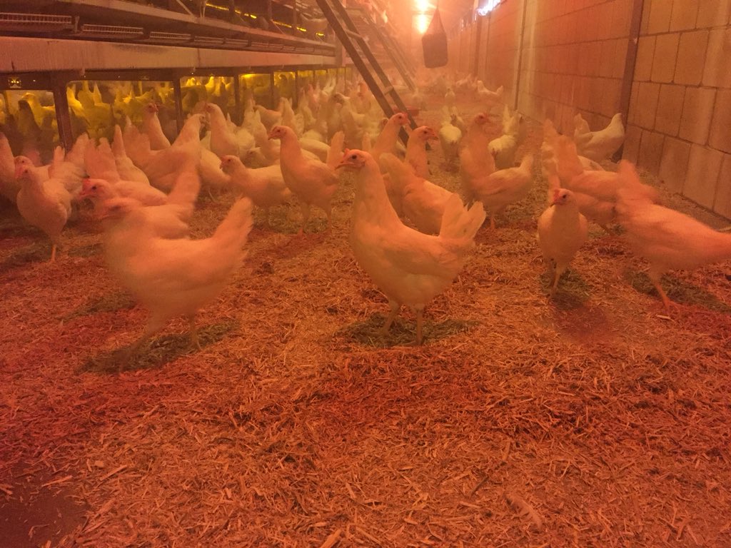 Weer prachtige leghennen van <a href="/HetAnkerBV/">Het Anker BV</a> in de stalen. Al jaren voor ons een vertrouwd adres van 🐓🐓🐓👌👍😇#pluimvee #schukkert