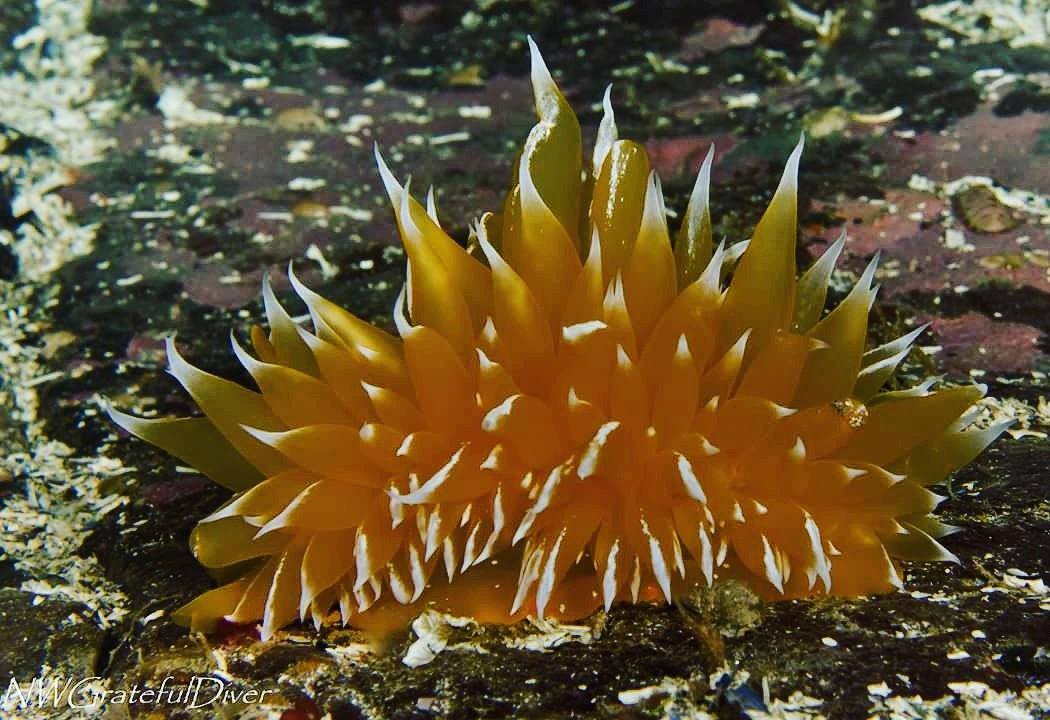 pnwdivepros's tweet photo. Grey day topside doesn't mean it's grey underwater! This #nudi is golden! #greyorgray #wedontknow ❤❤❤ #seethiswithus #sharetheadventure #learntodive #PADI #vanwa #swwa #swwashington #portland #pdx #salishsea #pugetsound #wegotcolor #emeraldsea #nudibranch #scuba https://t.co/tlWMACdxUy