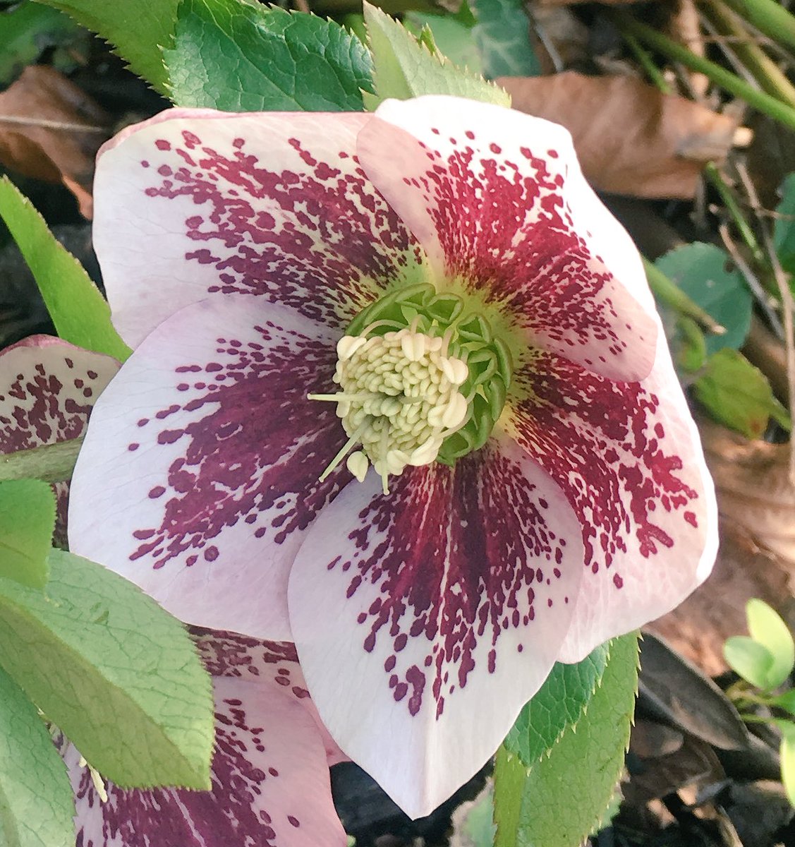 Skylark On Twitter Winter Garden Heaters Hammamelis Mollis Photinia Red Robin Nandina Domestica Prunus Laurocerasus Candles Https T Co Cxlhfb6kqh