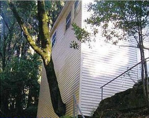 CherylFeeley_1's tweet photo. Teleporting trees just make all architects and construction crews look drunk.
#FunnyFail #FunnyArchitecture #FunnyTree #humor #funny https://t.co/pKzgyMUrkO