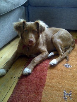 rosiedoc666's tweet photo. #missingtwoyears #LostDog 💙💙HEARTBREAKING 💙💙
#Wimbledon common #Queensmere area near #pond close to #windmill #SW19 around 11am 16/10/15 female #Retriever #spayed GINGER WITH white socks, pink nose & green 👀 https://t.co/AZ6U5TVhrN https://t.co/Ru0FSwrbB3