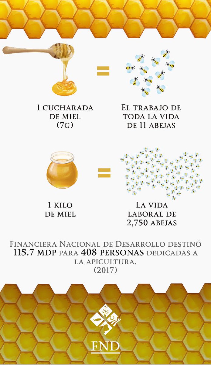 FNDMX's tweet image. Empecemos el fin de semana hablando sobre el importante trabajo que realizan las abejas 🐝 para la producción de miel 🍯 y cómo Financiera Nacional de Desarrollo apoya a la apicultura mexicana. 🇲🇽 #FNDContigo #FNDXVAños