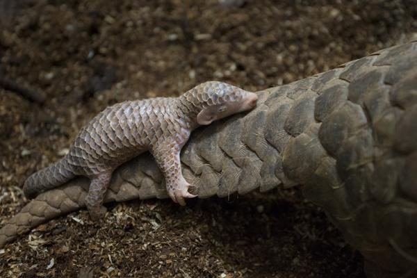 WildlifeMag's tweet photo. #WorldPangolinDay
Pangolin rescue - @SuziEszterhas discovered what happens to pangolins that have been saved from poachers

View the online gallery: https://t.co/3BWL6QFfao https://t.co/2CmUEEDP6D