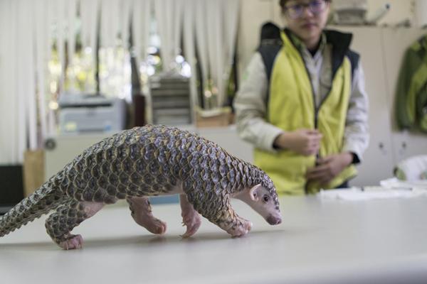 WildlifeMag's tweet photo. #WorldPangolinDay
Pangolin rescue - @SuziEszterhas discovered what happens to pangolins that have been saved from poachers

View the online gallery: https://t.co/3BWL6QFfao https://t.co/2CmUEEDP6D