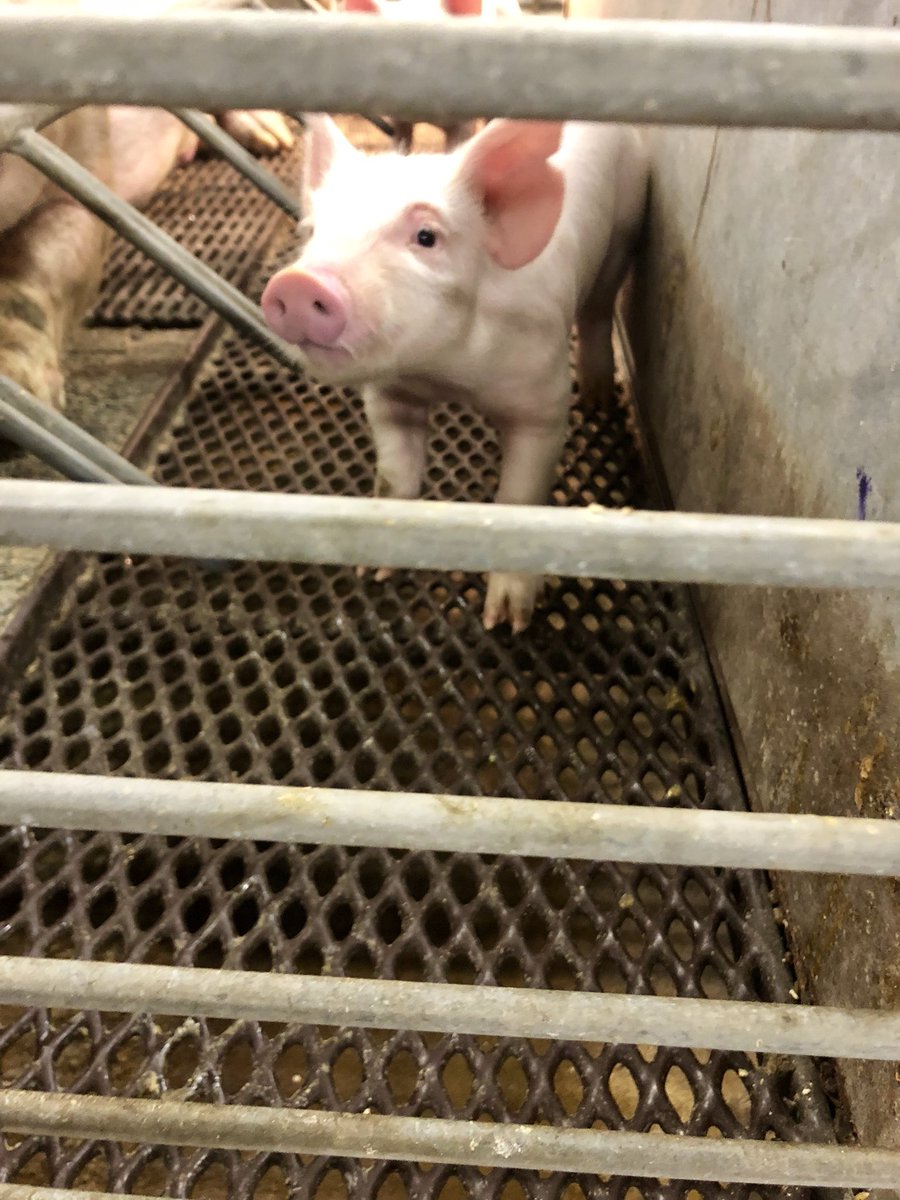 Gatorgabss's tweet photo. Awesome learning experience at the Swine unit! 🐷🐽🐖💗 #AEC4228 @UFCALS @UFAEC @sarah3larose @A_Thoron https://t.co/89H5zQtXKN