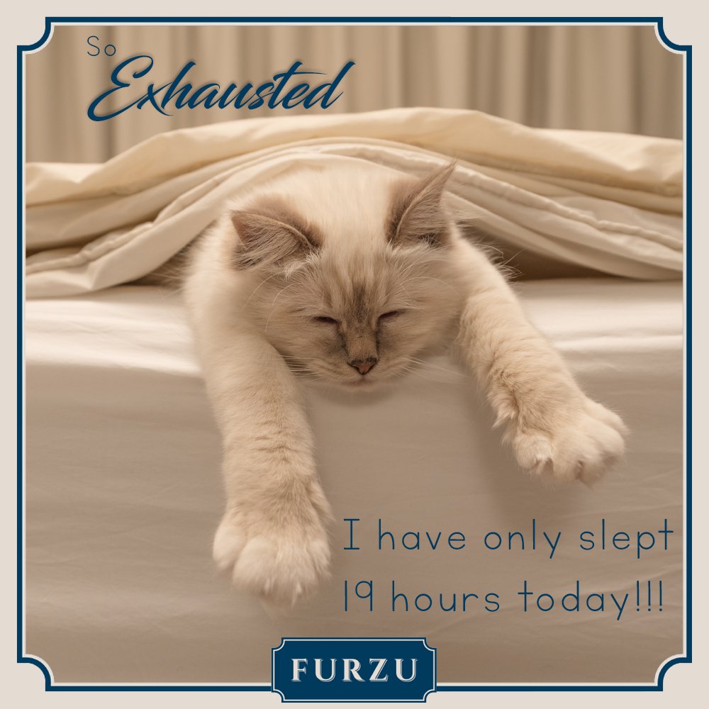 FurzuPets's tweet photo. #FurzuPets offers contemporary and innovative cat 🐱 products to compliment our modem homes and lives
#catbed #cats #mustlovecats #furkid #catlover #ilovemycat #ukcats #catsofgreatbritain #catsofuk #cat🐱 #catlovers #catliving #londoncats #loncat #londoncatliving #catliving https://t.co/cyu4KbgYLC