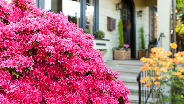 guiajardineria's tweet photo. Aprovecha para llenar tu jardín de azaleas y disfruta de las ventajas que esta planta puede tener para tu jardín 👇👇👇😉😉 #azalea2018 https://t.co/dfQgt2JRyK https://t.co/5f3jQZRgUI