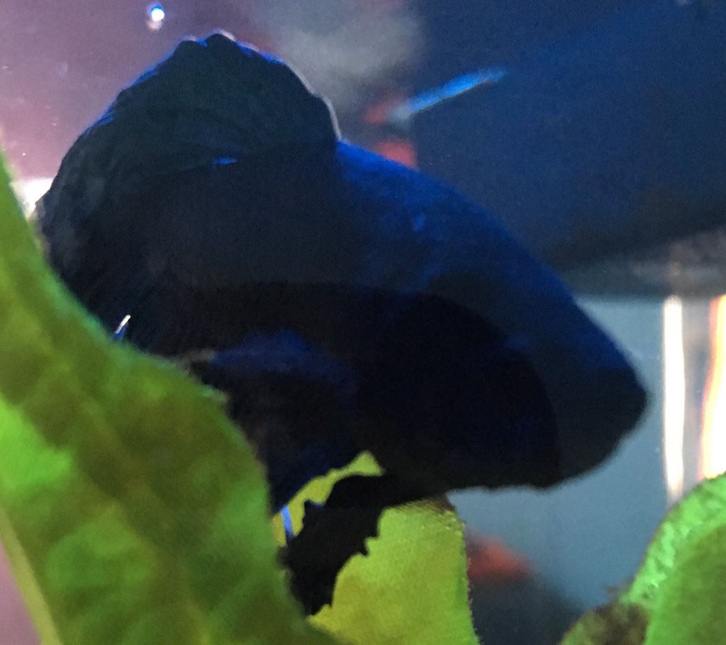 fish_ace's tweet image. Never seen a camera before! Just have to get close to it.

What does it even do??🧐🧐🧐🐠