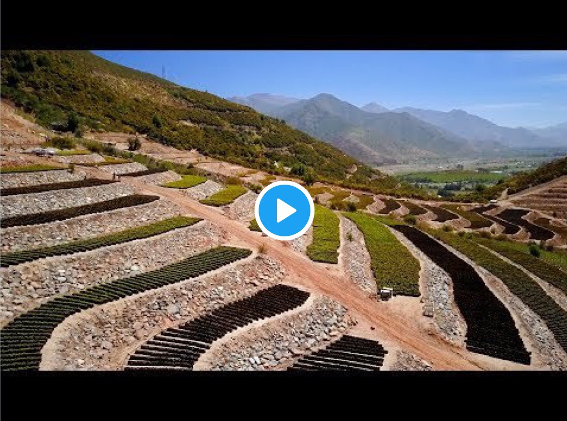FarmLinkMx's tweet photo. The making of the Hass avocado, by @NaturesPride_ #freshproduce #mexico https://t.co/0GhmSanGDq https://t.co/51gFrd4Y2h