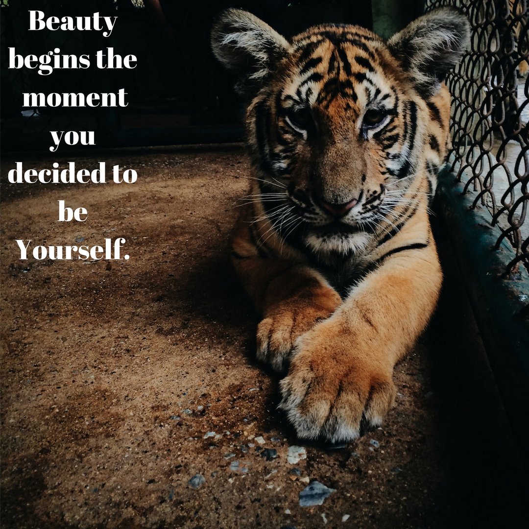 LancerSpeakLife's tweet photo. No two tigers are the same! You shouldn't be the same as any one else.😇😀 https://t.co/b3mj7qHSAK