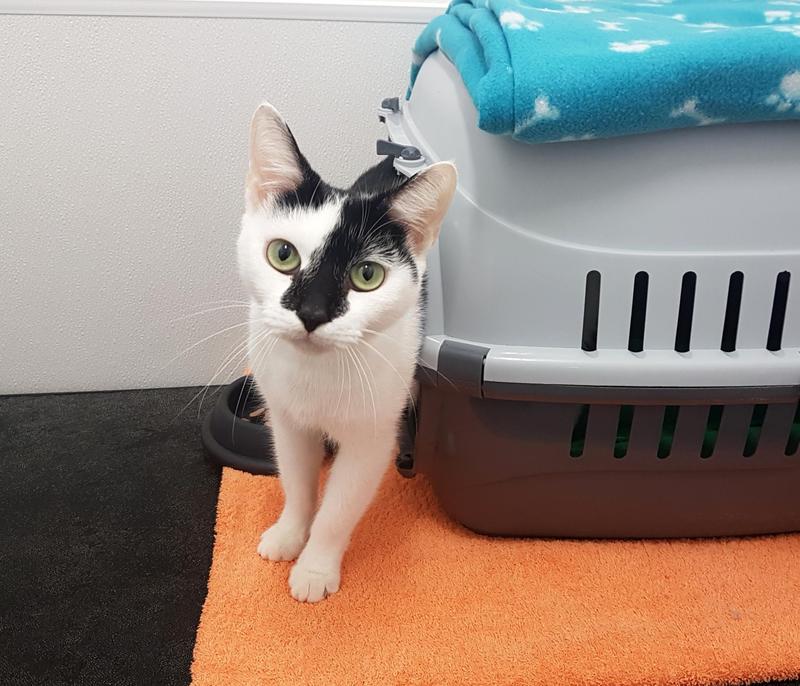 RSPCASheffield's tweet image. Pretty Bella is looking for a new home.  She found it hard to cope in her old home as she found small humans scary and upsetting.  Could this sweet girl come and live with you? ow.ly/uO0f30irNwi #Adoptme