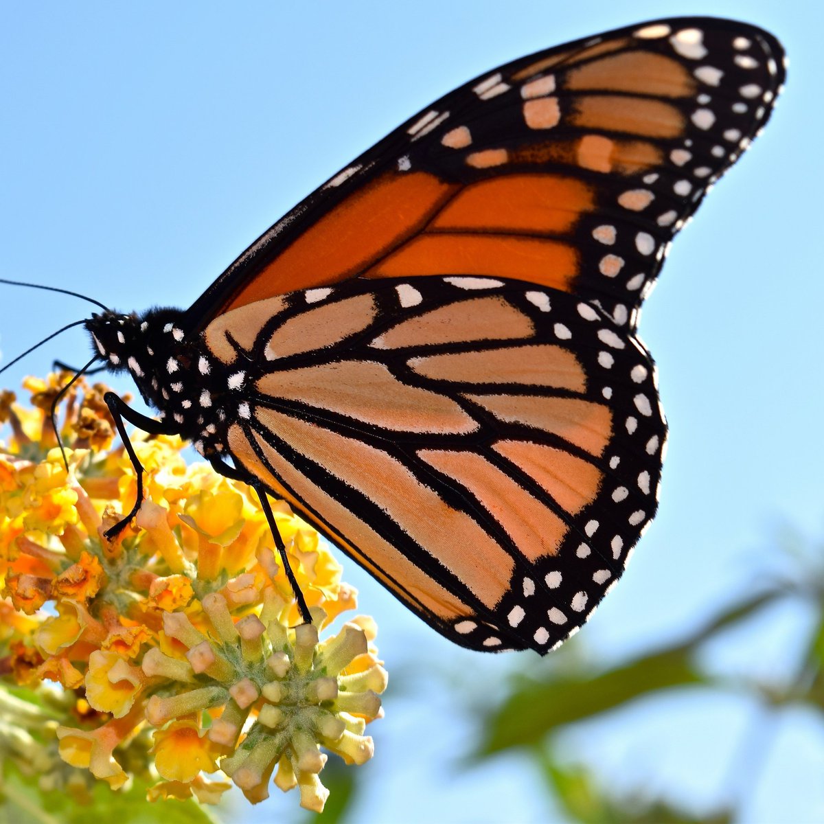 monarchmustangs's tweet photo. Did you know that monarch butterflies store poison called cardiac glycosides that had ingested by feeding in leaves of the milkweed foilage. https://t.co/5m9kkUCMlk