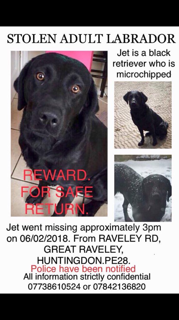 RachaelB100's tweet photo. PLS RT JET ๐พ๐ #missing #stolen 6/2/18 #Huntingdon #PE28 #findstolenjet #FindMissingJet ๐พ๐ Black #labradorretriever https://t.co/IJ5t7ehkPw