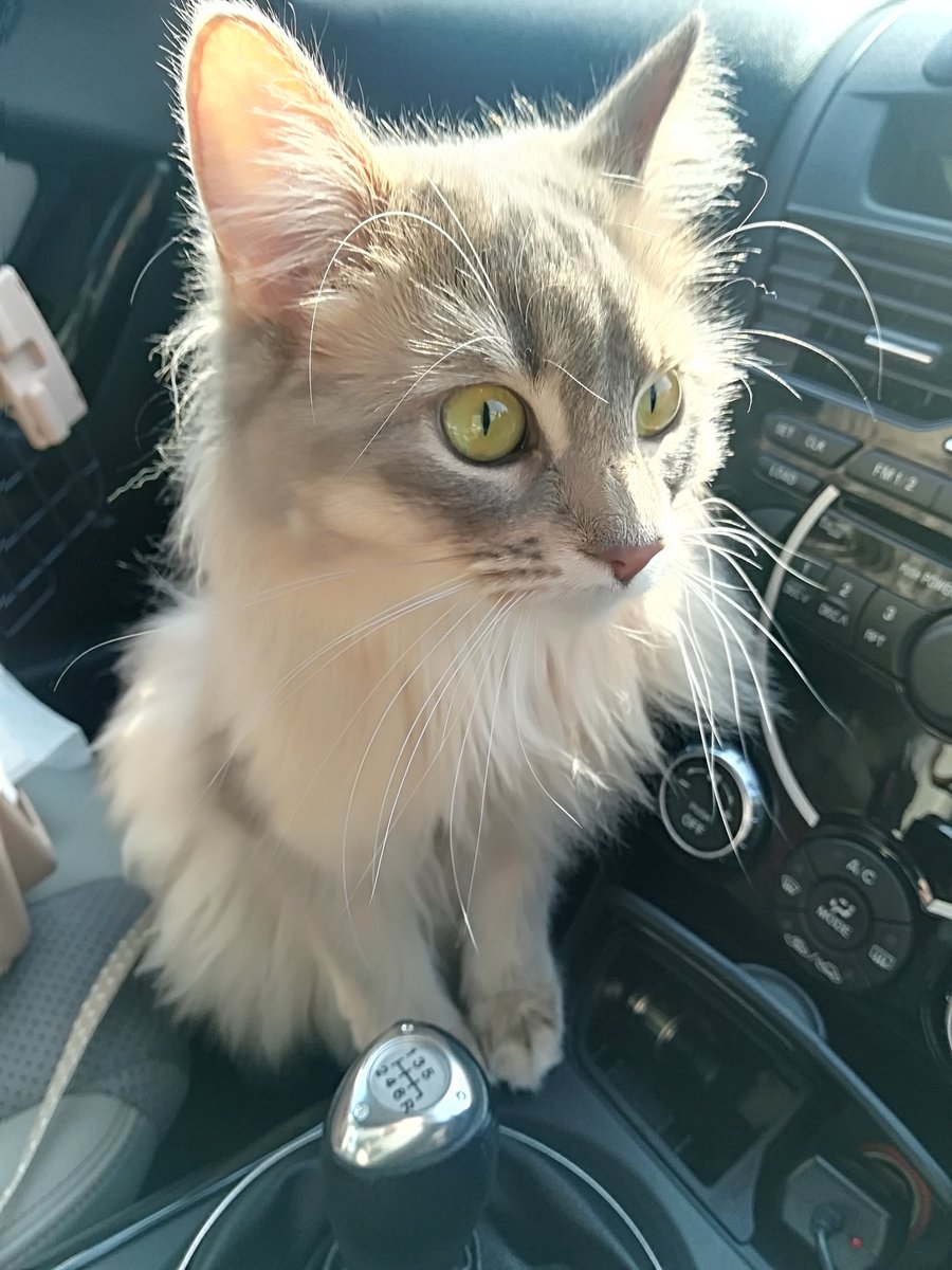 Nekonekomaemae Auf Twitter 車内猫 車は駐車しているときに撮ってます 移動中はキャリーケースの中でおとなしくしてます 猫 ソマリ ソマリブルー ねこ ネコ 猫日記 Cats