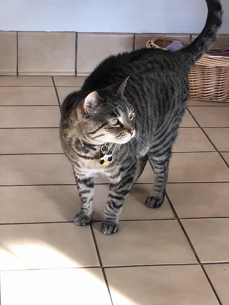 RC_EARL's tweet photo. @UncleAlbert15 Glad you’re home from da vet😺There’s a cat named Chompsky who works at my vet. He’s very helpful #catswhowork https://t.co/50byqxPi1K