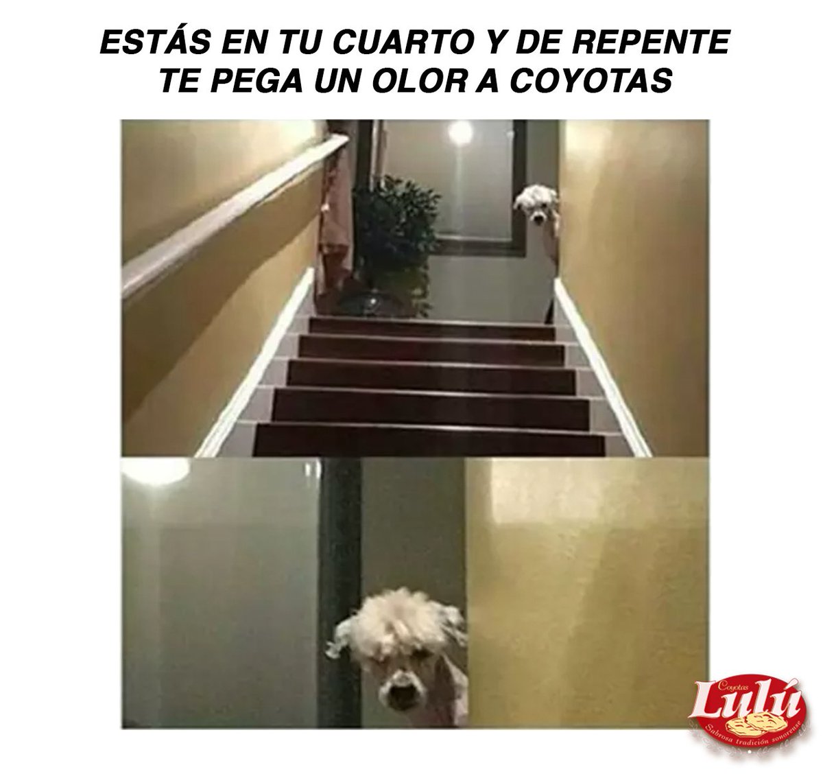CoyotasL's tweet photo. ¡Ese olor a #CoyotasLulú 😋 es mi debilidad!😁😁 https://t.co/xMYQqYbvaJ