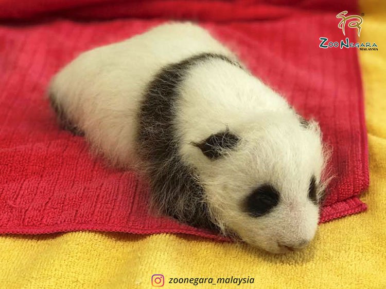 ZNegaraOfficial's tweet photo. Hello weekend!
I love the morning without an alarm. 
#zoonegara #zoonegaramalaysia 
#pandamalaysia #pandacub #saturday #cny https://t.co/cOuU3zBxgw