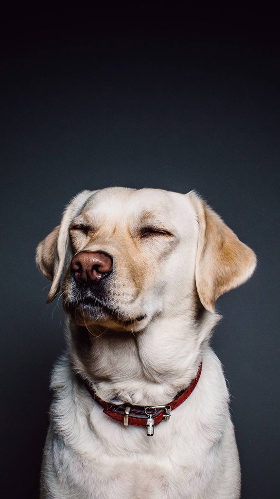 HumbleEast's tweet photo. Peaceful Dog β’ Peaceful Mind β’ Peaceful Night to All πΎ #MindfulDog #NAMASDOG #Wellness #PBfitandwell https://t.co/EDZUIU8cUF