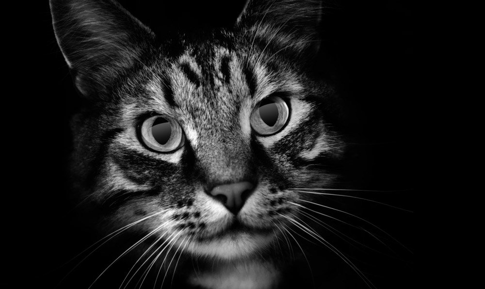 OnllineSales's tweet photo. . 
#Photography #Masterclass!          📷📸📷  

29 #Videos  (over 11 horas): Mastering Digital #Camera; Photography #Equipment;  Composition and Shot Planning; and post-Production and #Software!  

⭐️⭐️⭐️⭐️⭐️  

More Information:  

https://t.co/tFzxwqozkI 
.
. https://t.co/yryREeiHgi