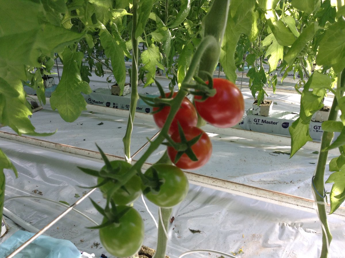 A few tomato vines starting to ripen 🍅🍅🍅