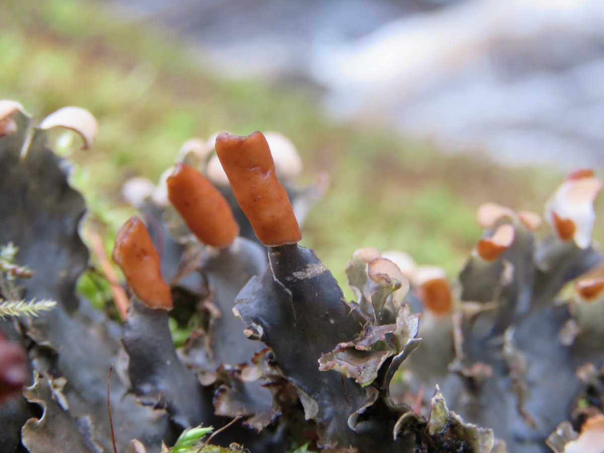 donnarainey4's tweet photo. Lush Dog lichen along the #Margy river, #Glenshesk https://t.co/SISBoV5Zog
