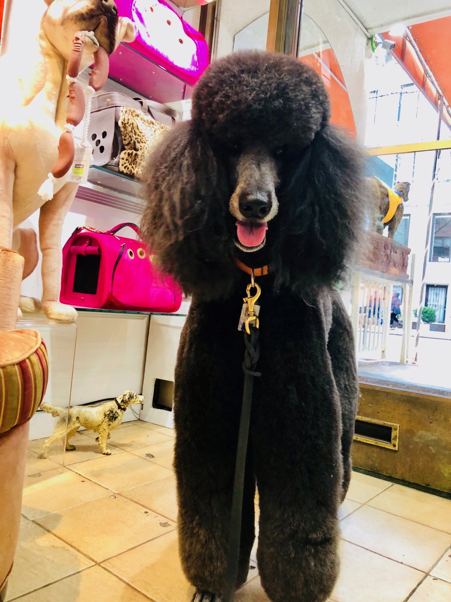 KenneyBaden's tweet photo. I am reminded it is the year of the dog by Edward Alava who deserves photo credit @theDOGstore 
Happy Chinese New Year to everyone from our Valjean. https://t.co/5KtmYaDrww
