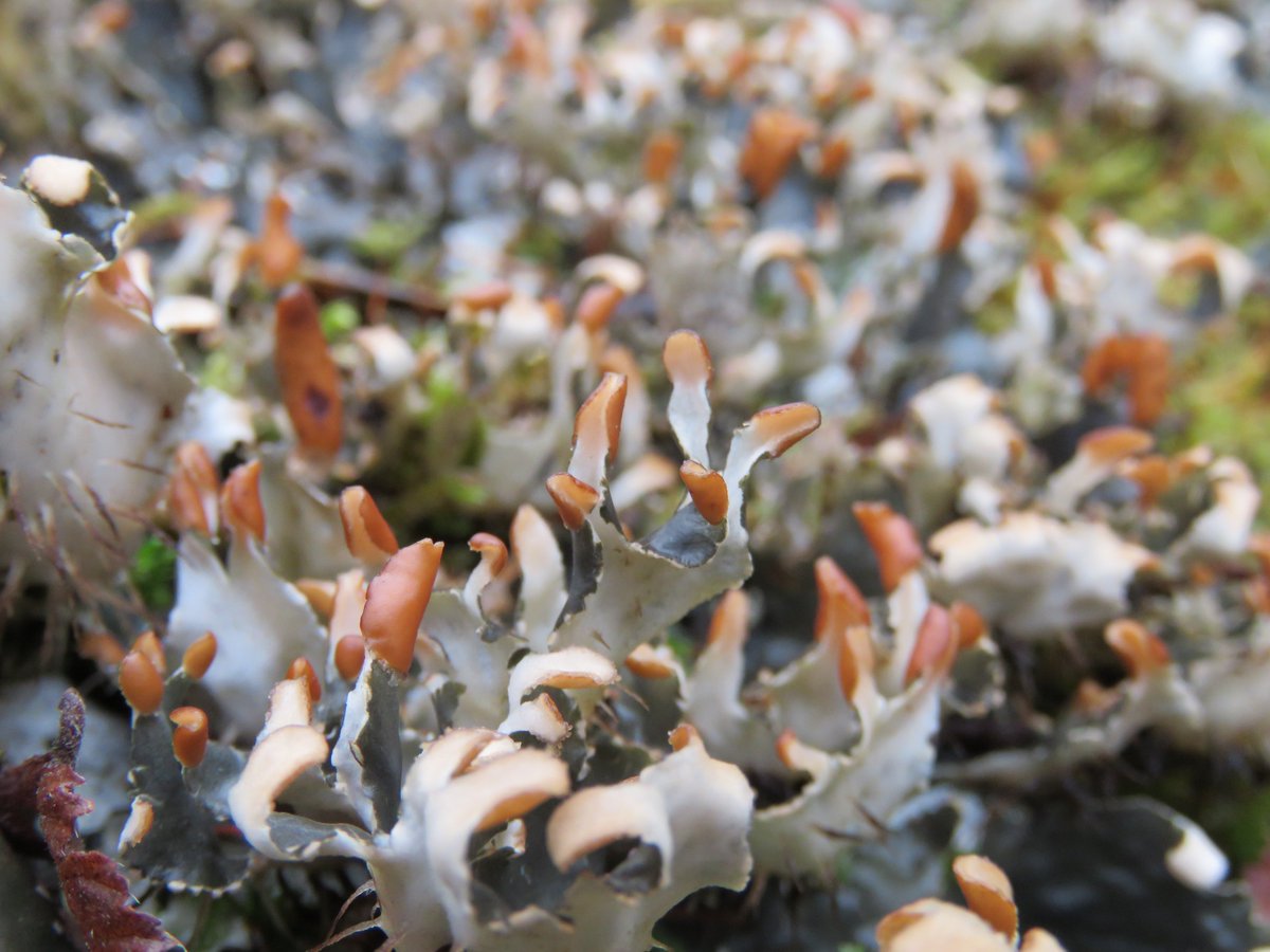 donnarainey4's tweet photo. Lush Dog lichen along the #Margy river, #Glenshesk https://t.co/SISBoV5Zog