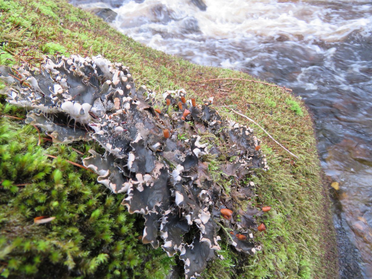 donnarainey4's tweet photo. Lush Dog lichen along the #Margy river, #Glenshesk https://t.co/SISBoV5Zog