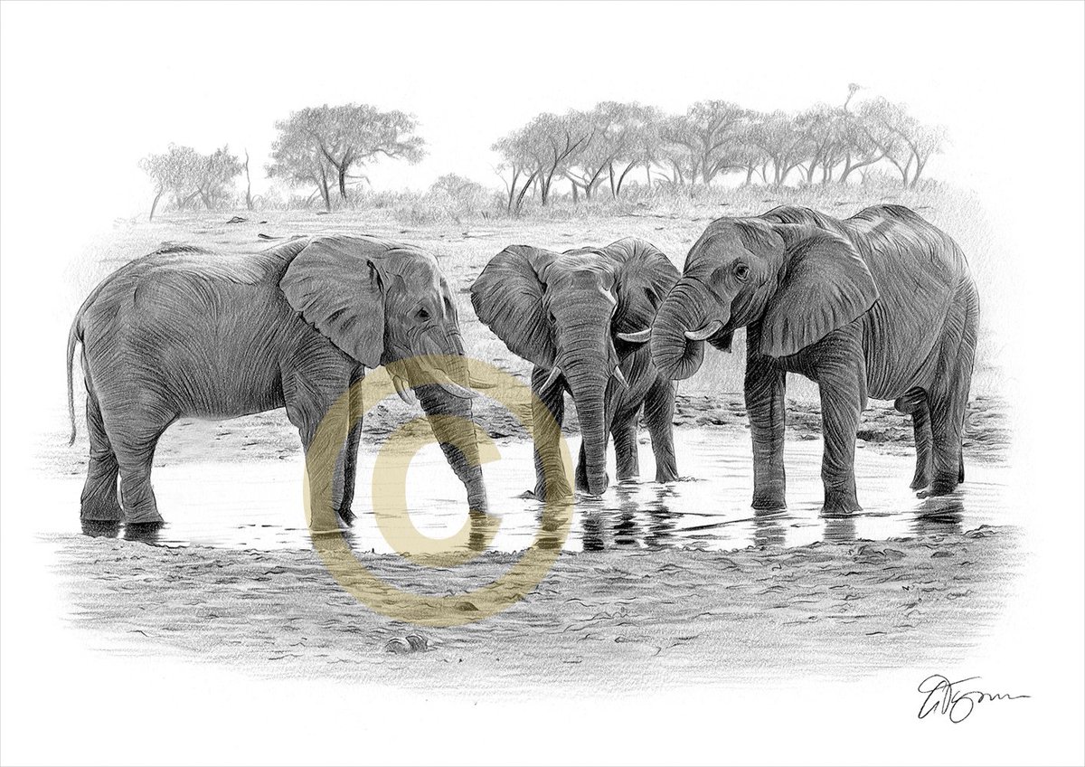 garytymon's tweet photo. Pencil drawing of Elephants at a waterhole, completed with black and grey watercolour pencil. https://t.co/8uAUcCg7hJ