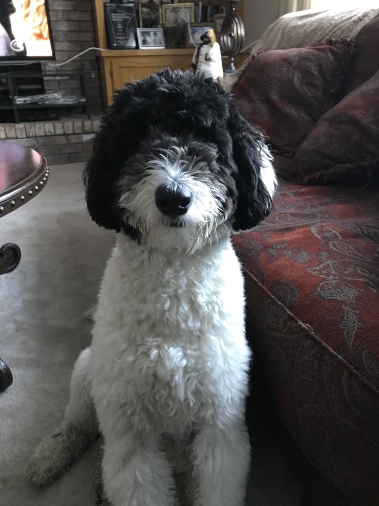 great dane mixed with poodle