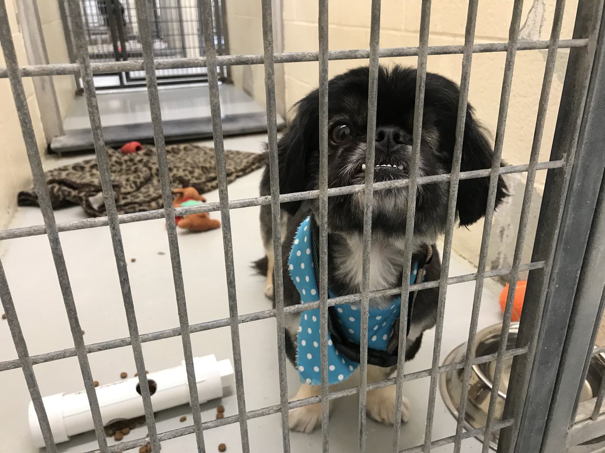 lawrencehumane's tweet photo. Two paws way up for our friends at @pawshwash for grooming Barry, the wonder dog! Doesn’t he look fab? #lfk #petslfk https://t.co/NrH2Kcqknd