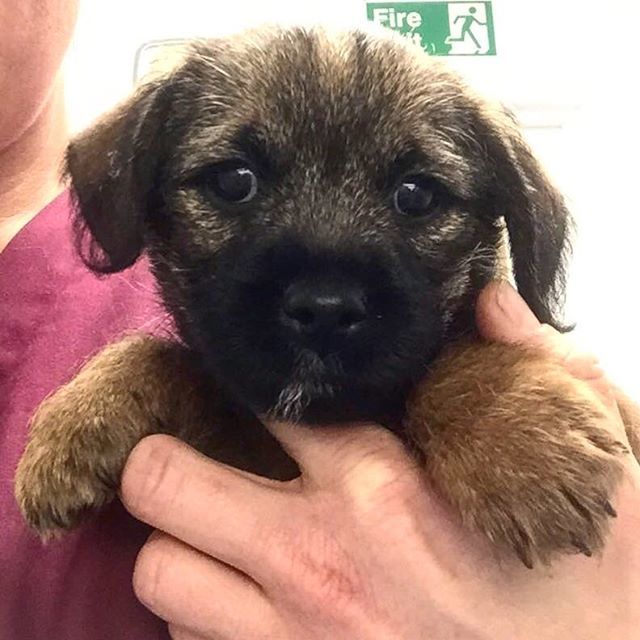 Castle_Vets's tweet photo. #feelgoodfriday from Stanley Tiberius! He’s a gorgeous puppy who visited today, can anyone tell us his breed?
#puppiesofinstagram #vetvisit #puppies #dogsofinstagram #dogsofreading #castlevetsreading #rdguk https://t.co/6JsUuRNuGC https://t.co/A18LH8Uqa4
