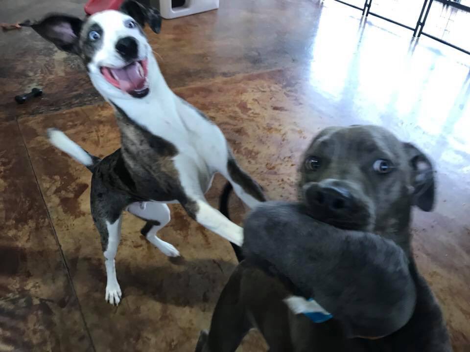 EastPlanoDogs's tweet photo. Goody guests! https://t.co/wykDkOqOUY