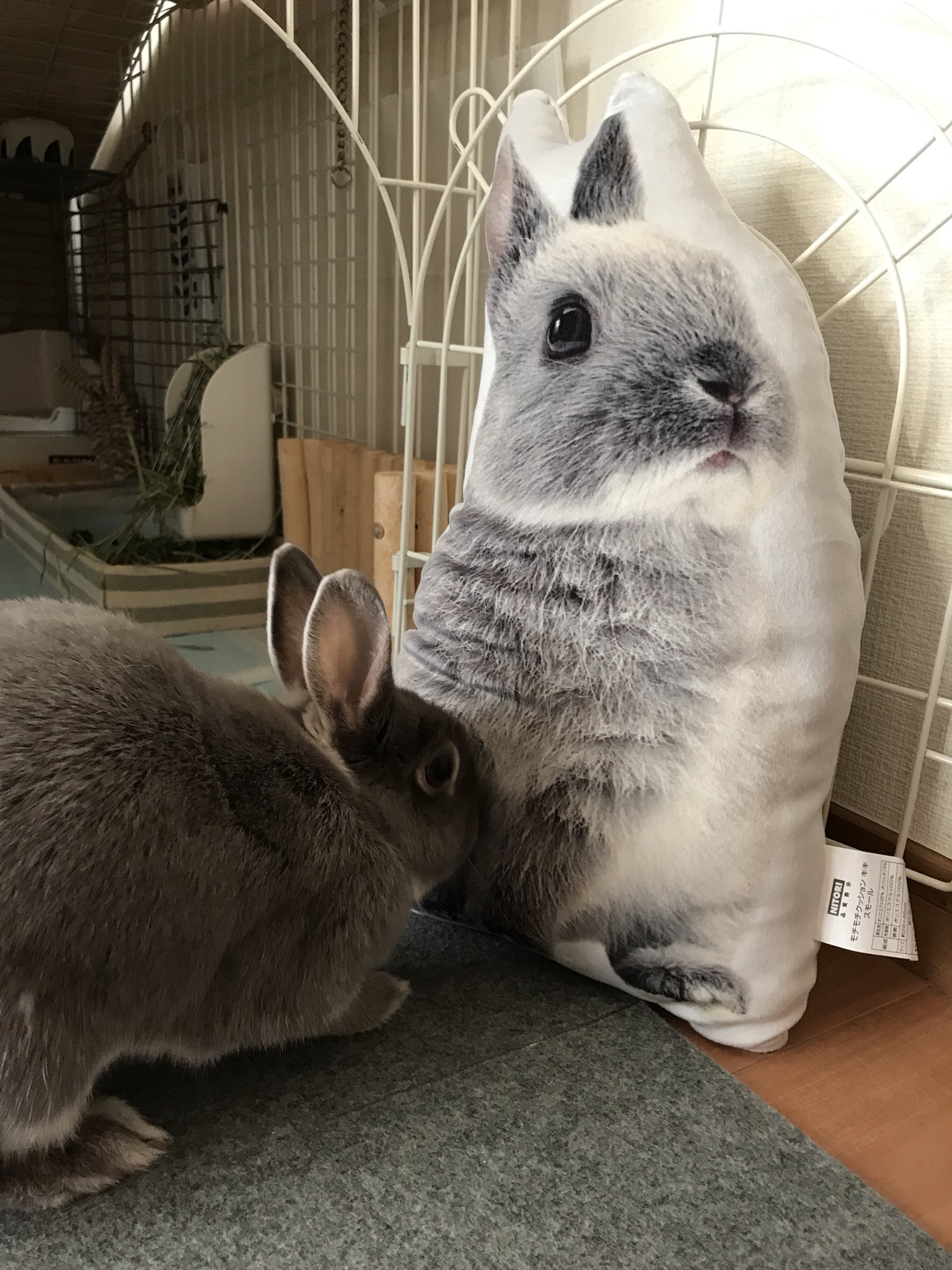 Pi Tan ポポちゃんとポポちゃん ニトリのクッション頂きました うさぎ うさぎさん ネザーランドドワーフ もふもふ ニトリ 動物クッション T Co Pfechylzpt Twitter