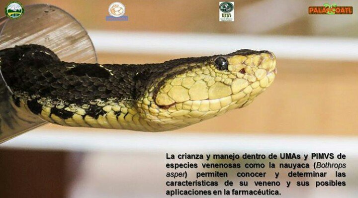 palancoatl's tweet photo. El #antiveneno de veneno de #serpientes que son criadas en cautiverio, en #México en UMAS o PIMVS, ademas del veneno se obtienen sustancias utilizadas en la industria #farmacéutica.

Fotografía: Felipe A. Lara Hernández

#herpetariopalancoatl
#palancoatl
#Bothrops
#Bothropsasper https://t.co/fvrss74yPF