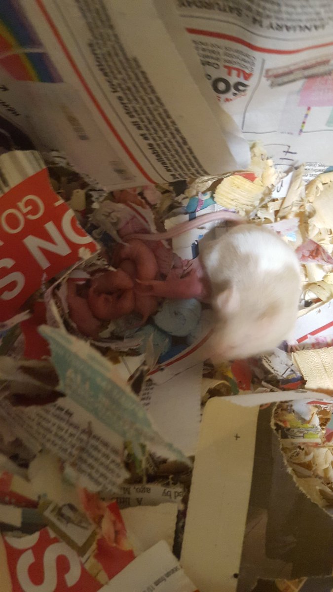 MrsFisher_Sci's tweet photo. Terrible pic, but our homozygous recessive mama had her f1 generation! #opsedu #opsbio #genetics. Now we wait for colors of offspring to determine papa's genotype. https://t.co/uki95ylzHv