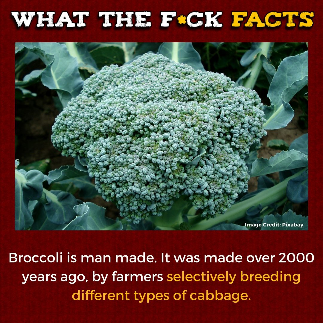 WhatTheFFacts's tweet photo. https://t.co/VrQnqeRR95