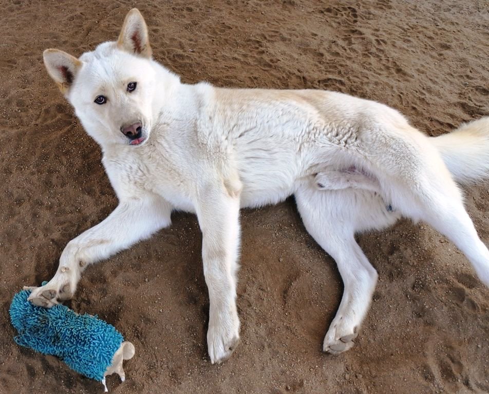 apassionforpaws's tweet photo. Real friendship is when your friend comes over to your house and you both just take a nap. Cassidy at #AkitaRanch 28930 Ellis Ave, Romoland, CA #adoptdontshop or email apassionforpaws@gmail.com https://t.co/awhQ1eKY98