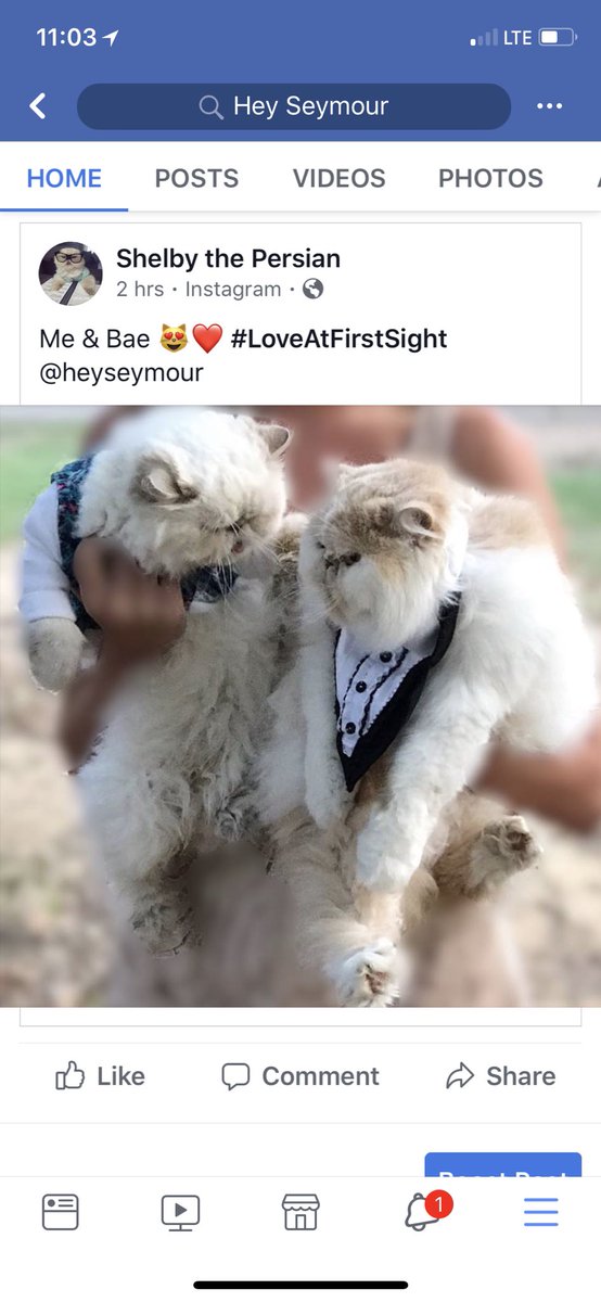 heyseymour's tweet photo. When #Bae posts about you . #catsofinstagram #WhatIWouldSendInARocket = Netflix and Bae https://t.co/RP1LCmXr3O