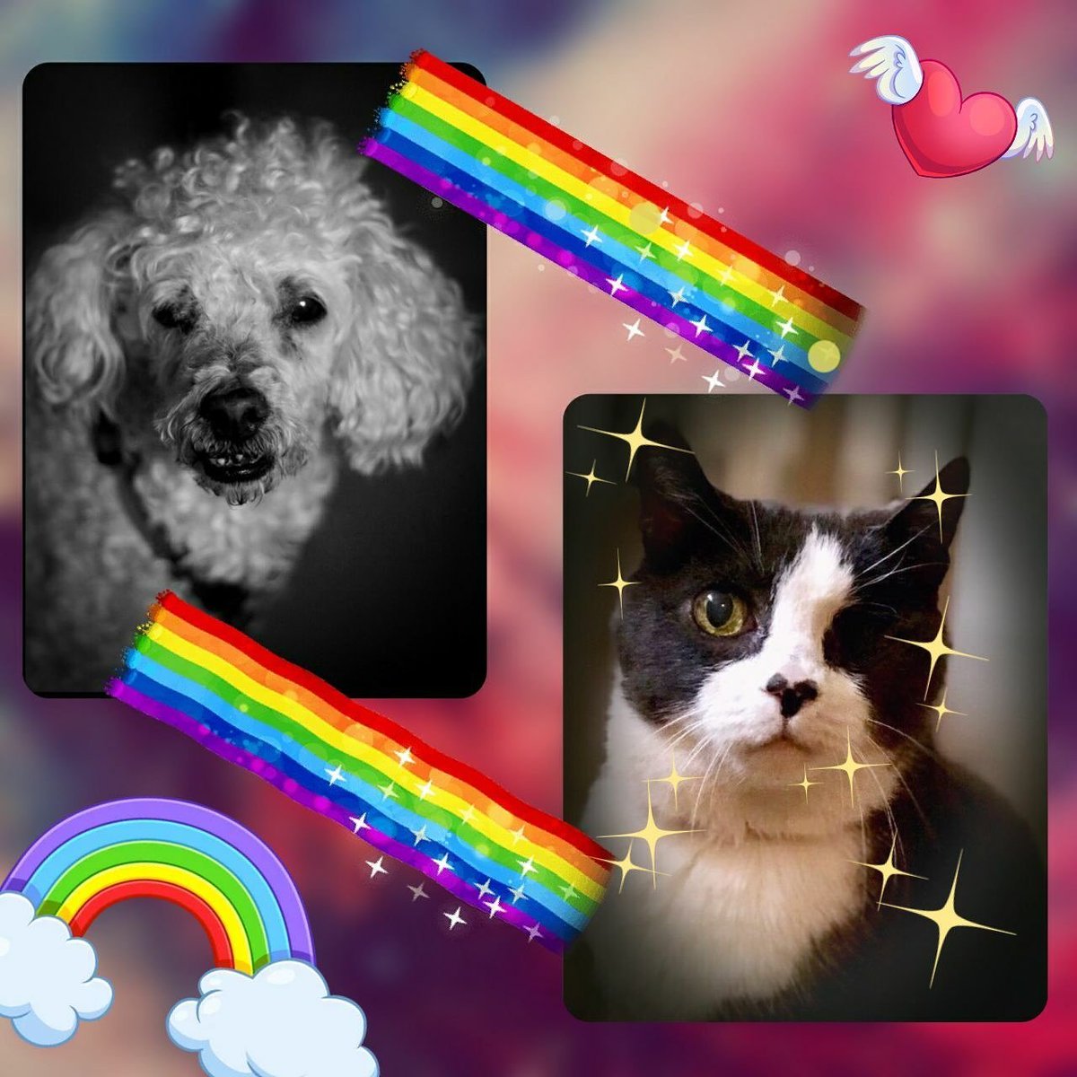 LilyAndOscar1's tweet photo. We are devastated that our dear furriend Cai @mirrr_i_Am went over the rainbow bridge today ๐ฟ
He will always be missed and remembered! We're sure our otrb sisfur Pucky welcomed him with love and treats!
Our hearts go out to Cai's pawrents. We're purring for you allโค๏ธ #RIPCai https://t.co/RZVJspAYp1