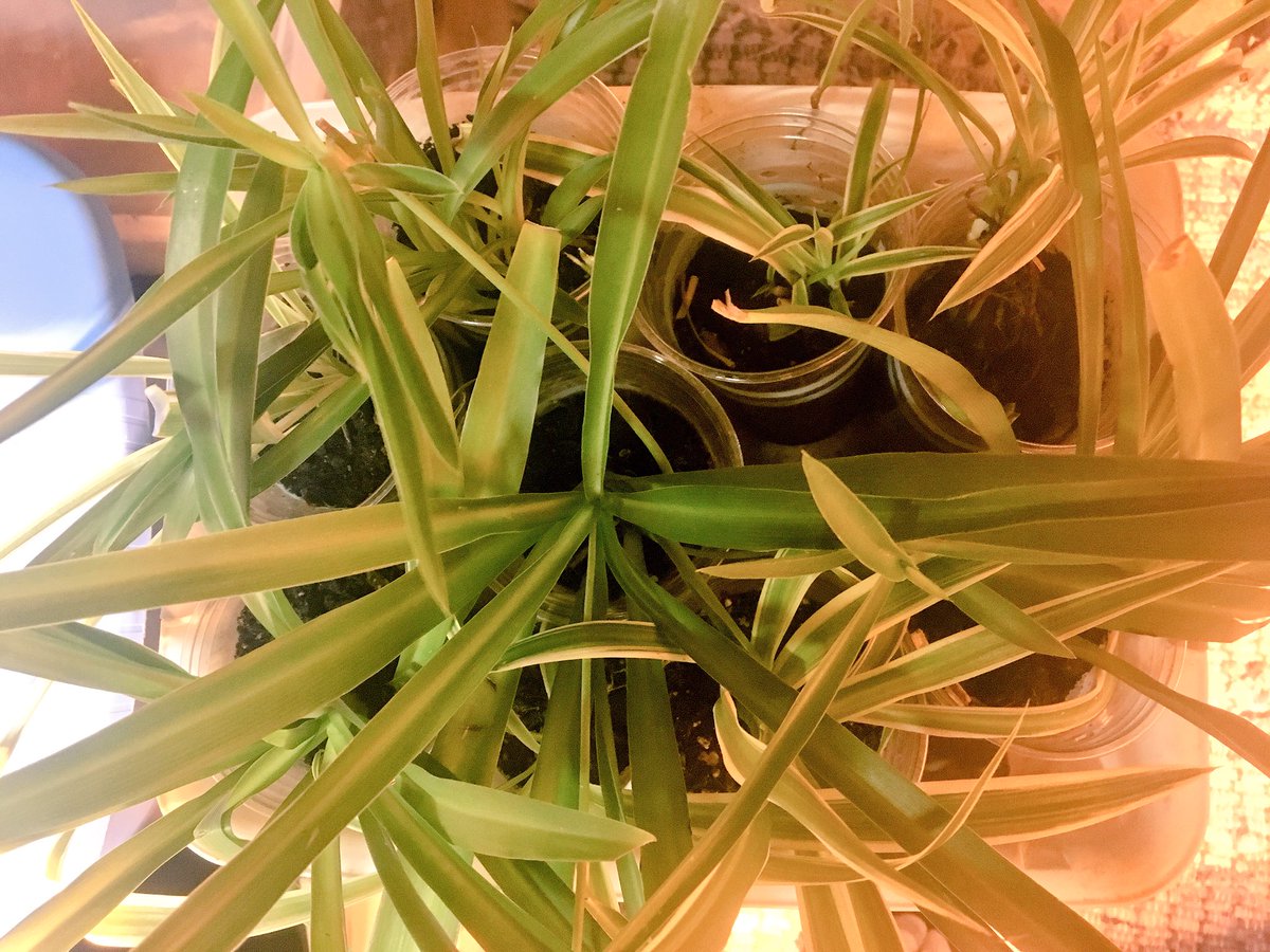 YouthTechs's tweet photo. Educational research in ornamental horticulture through holistic soil regeneration. Using spider plants in the reclamation of a landfill. Manipulation of plantlets in-vitro floriculture. https://t.co/DAPoj8itF8