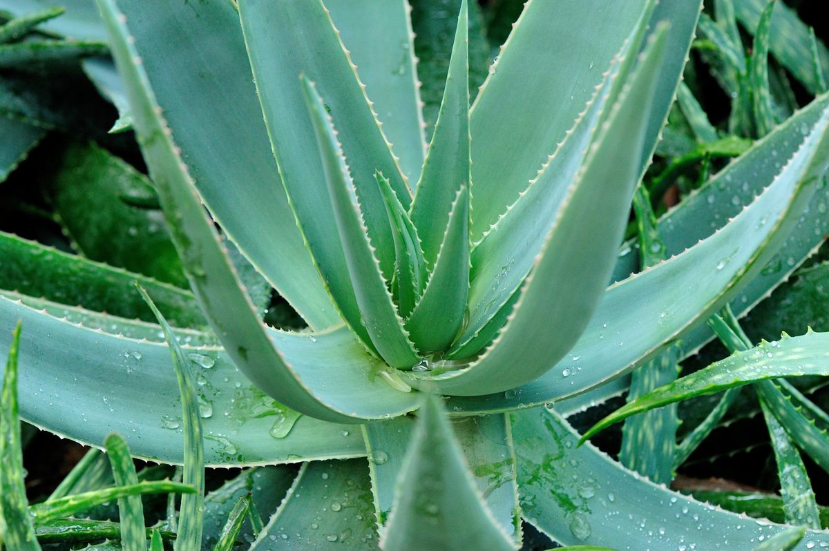 Fact: Aloe vera does more than heal burns! It is also an effective natural substance for improving skin hydration.