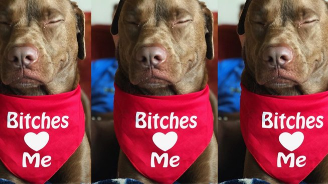 Fun_Dog's tweet photo. Dreamin about some bitches...🤣

👉 https://t.co/kefDwU2Rbr 

#dogs #bitches #FridayFeeling https://t.co/6LMX5iDREm
