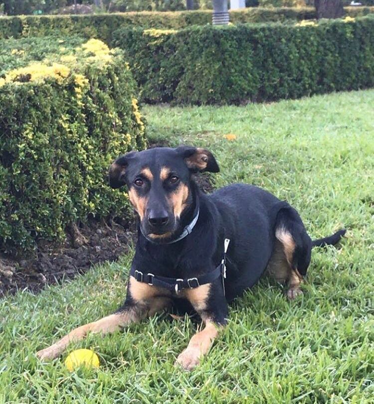 lydiavzquez's tweet photo. DORA busca un hogar! Perrita preciosa de solo 2 años, cariñosa, le encanta pasear en coche y jugar con los niñ@s!
#FirstDates562
#MiCasaJoaquin
#TCMS18 #DiaDelAmorYlaAmistad
@perezreverte
huellassinpedigree@gmail.com
608897082 https://t.co/amc0wu9VKn
