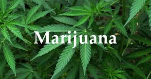 mainenewshound's tweet photo. #MAINE
"Maine man guilty of growing hundreds of pot plants without a license"
#EtnaMaine :'James Mansfield, 33, pleaded guilty Thursday in U.S. District Count..."
#mepolitics #mapolic #wbz #nhpolitics #florida #drugfreeamerica #rhodeisand #federalcrimes
https://t.co/2m6e8c9cMp https://t.co/NqICLBDlNE
