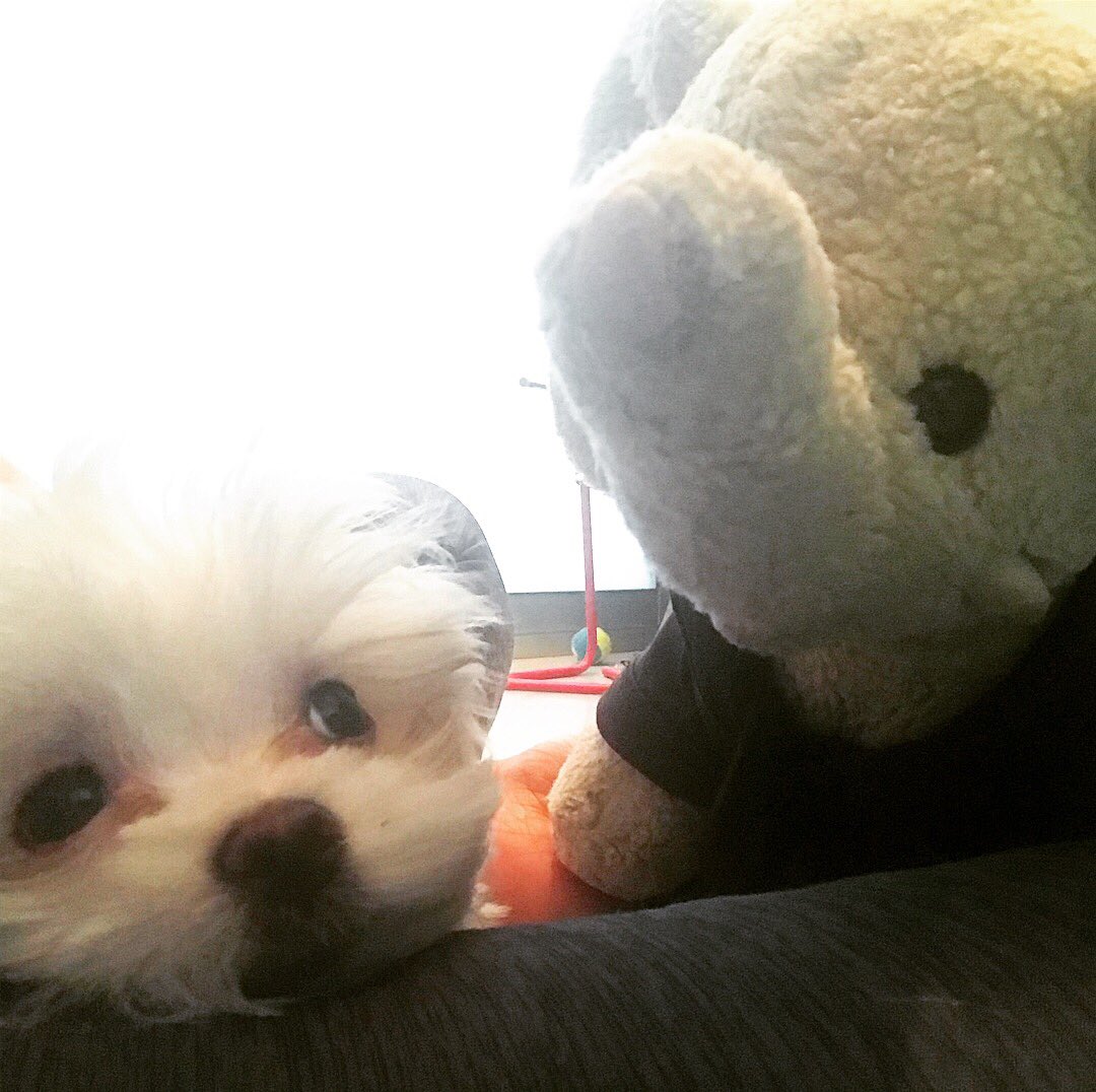 CLGElliot's tweet photo. It’s the #YearOfTheDog.. does that mean this guy is supposed to bring me good fortune? 🤔🤔🤔 @chapanyathepup https://t.co/mIWzPTUuaP